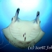 ray_manta_han_baa_h_0550_mal1299.jpg
